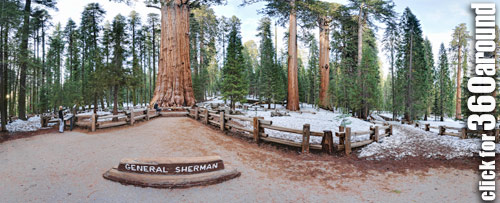 General Sherman Tree