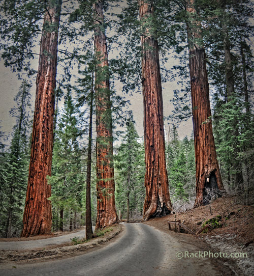 4 sequoias guarding the roadway